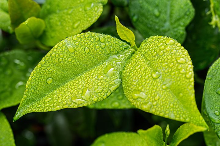 leaf-1001679__480