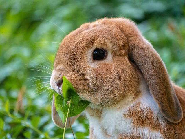 hare-4375952__480