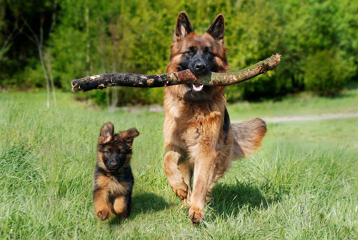 schafer-dog-4357790__480
