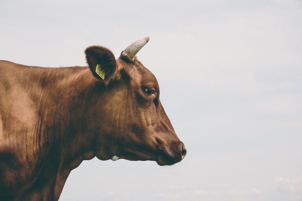 agriculture-1869792_1280